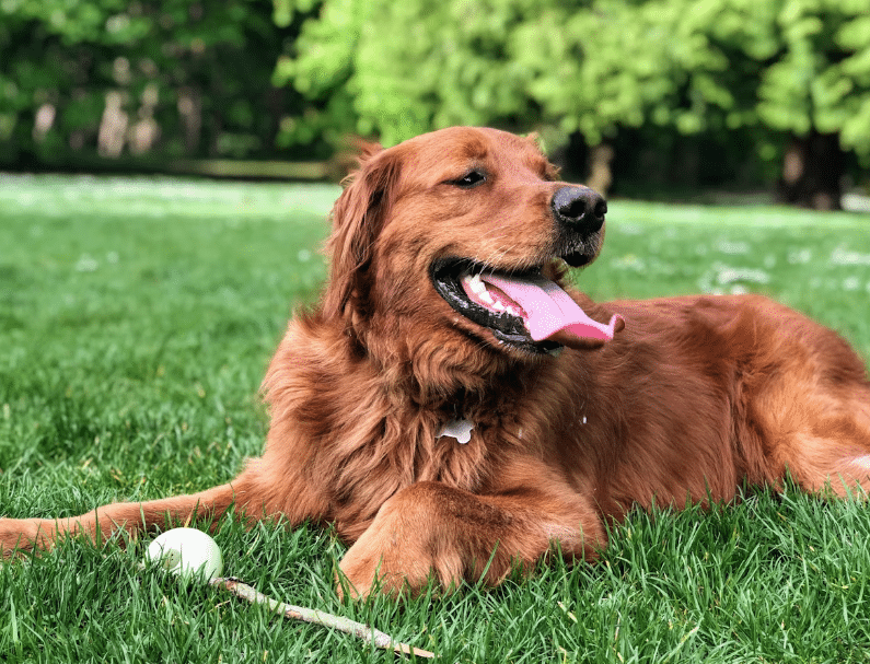 image of golden retriever at bow wow dog park
